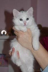 White,  and black / brown & white fluffy half-pedigree Birman kittens