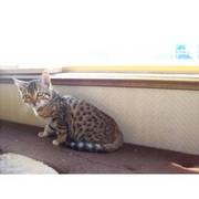 Superb Selection Of Pet Bengal Kittens Ready Now