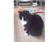 Urgent Missing Cat Leicester Earl Shilton Le9 Area.....