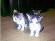 kittens for sale from 30 pounds. Hi is 4 cats for sale....