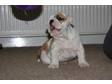 Pedigree KC Registered Bulldog Puppies in leicester,  leicestershire
