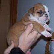 Bull dog puppy for sale in a lovely family home ready to go now