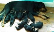 rottweiler puppies for sale 300 each