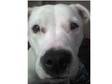 staffy cross dalmatoin needs a new home. hey i have a....