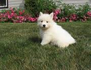 Samoyed Puppies For Decent Homes