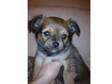 chihuahua pup for sale. 1 chihuahua male pup,  he is the....