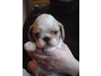 Pedigree KC Registered King Charles Spaniel Puppies in LEICESTER,  LEICESTERSHIRE