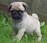 akc registered pug puppies