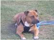 red staffy male pedigree for stud