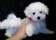 Maltese puppy available for a loving family