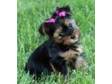 OUR AVAILABLE YORKSHIRE TERRIER PUPPIES Chris has a cute....