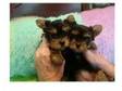 Beautiful little male and female yorkie pups,  they will....