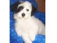 beautiful havanese puppy for real home. She comes with....