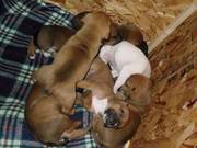 Staffordshire Bull Terier puppies