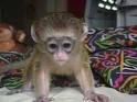  sweet and charming capuchin monkey for free adoption