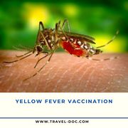 Book Yellow Fever Vaccination in Leicester