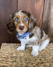 David lovely puppies to go out today